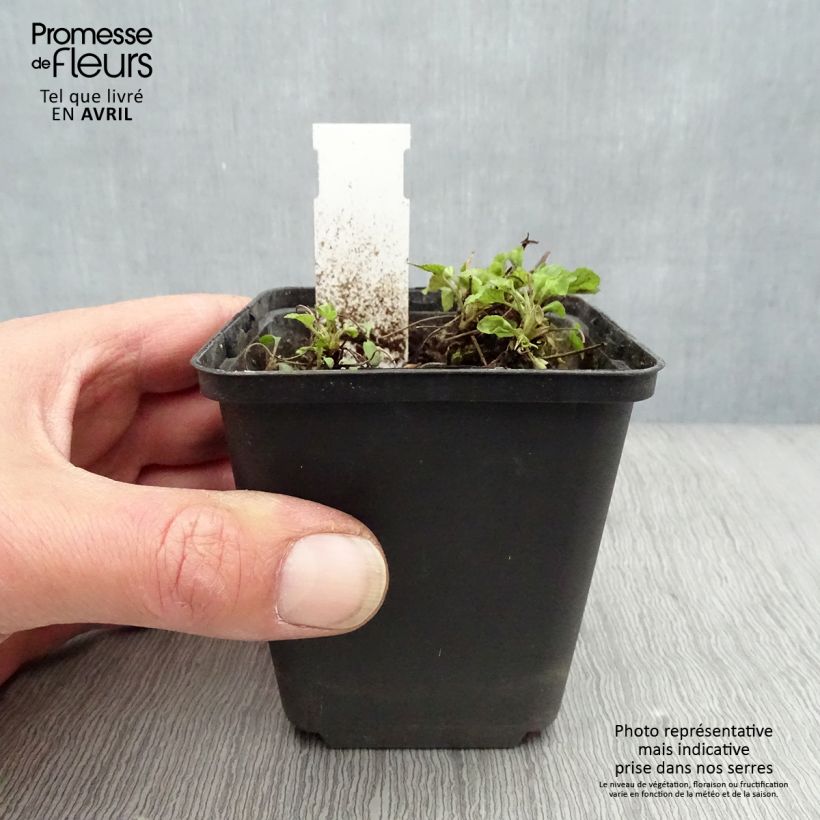 Viola reichenbachiana - Viola silvestre Vasetto da 8/9 cm esemplare consegnato in primavera