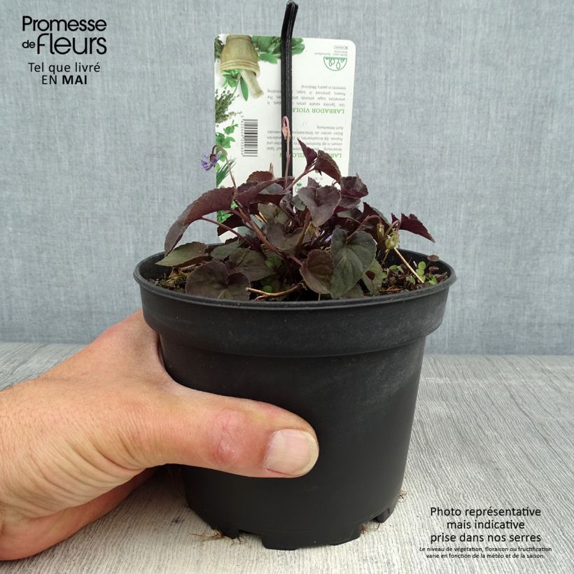 Viola riviniana var. purpurea Vaso da 1,5L/2L esemplare consegnato in primavera