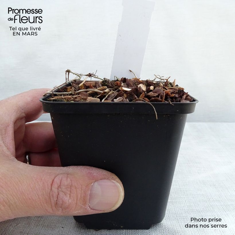 Example of Viola hederacea Vasetto da 8/9 cm as you get in printemps