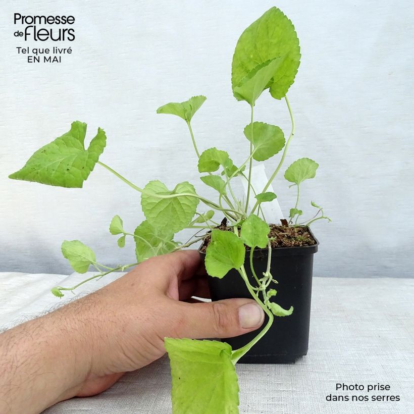 Viola mammola Königin Charlotte Vasetto da 8/9 cm esemplare consegnato in primavera