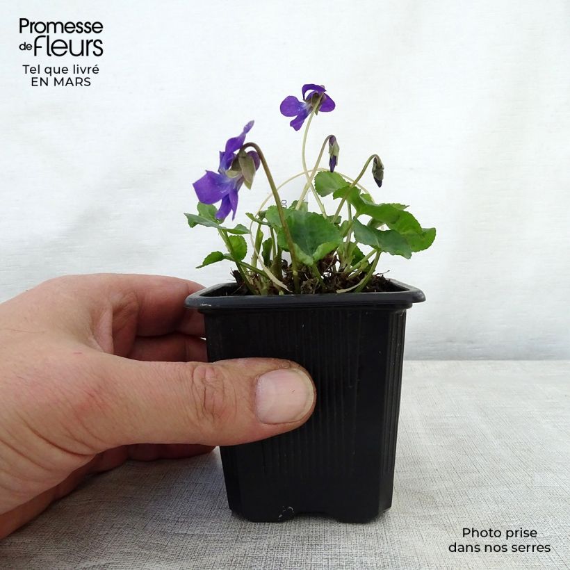 Example of Viola mammola Mrs Pinehurst Vasetto da 8/9 cm as you get in printemps