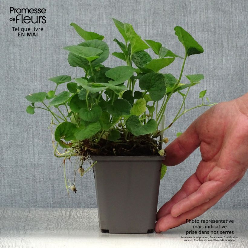 Example of Viola mammola Alba Vasetto da 8/9 cm as you get in printemps