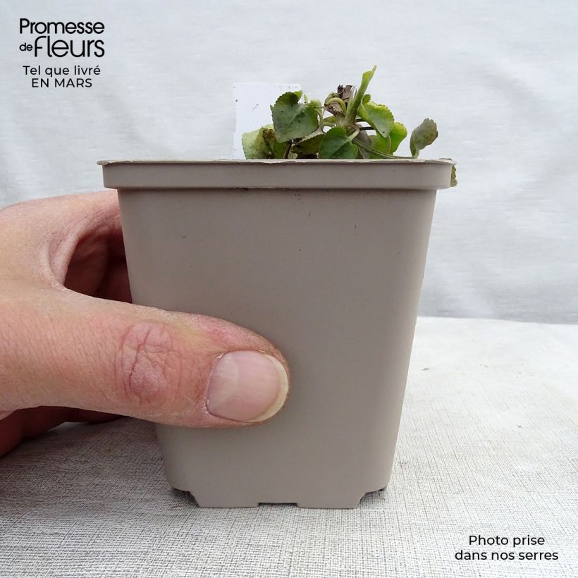 Viola odorata - Viola mammola Vasetto da 8/9 cm esemplare consegnato in primavera