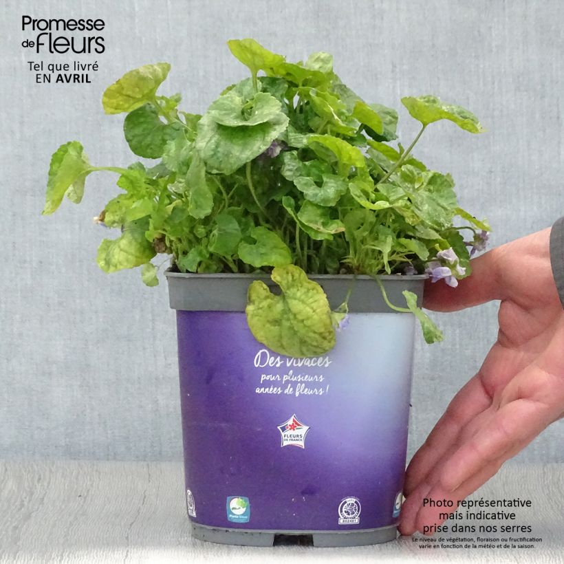 Viola mammola Plena Vaso da 2L/3L esemplare consegnato in primavera