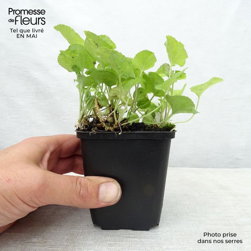 Viola mammola Red Charm Vasetto da 8/9 cm esemplare consegnato in primavera