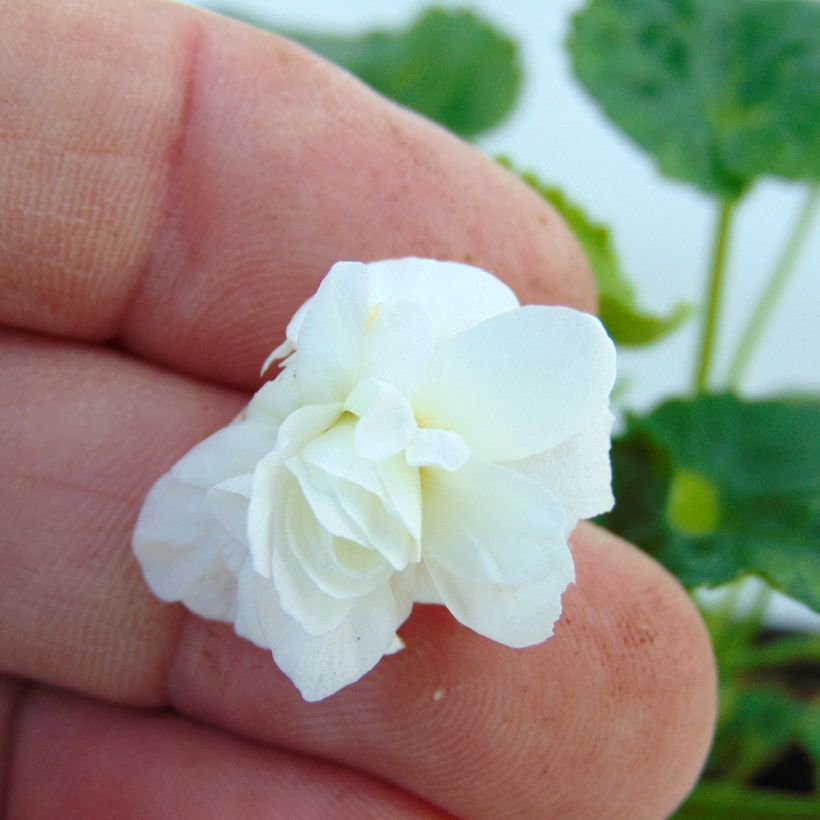 Viola mammola Reine Des Blanches (Flowering)