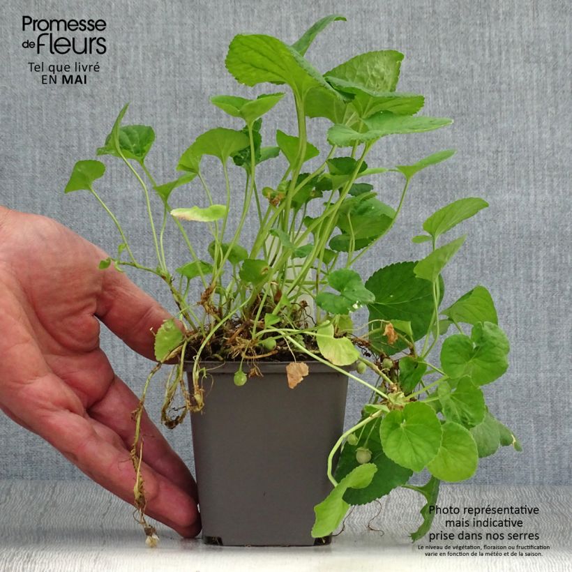 Example of Viola mammola Reine Des Blanches Vasetto da 8/9 cm as you get in printemps