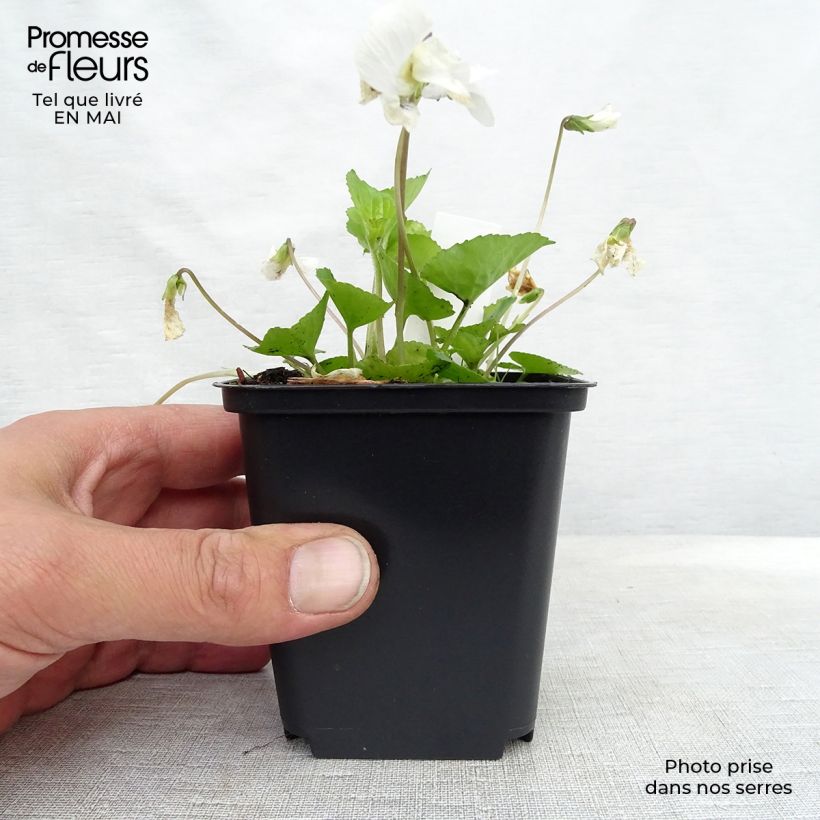 Viola sororia Albiflora - Viola sorella Vasetto da 8/9 cm esemplare consegnato in primavera