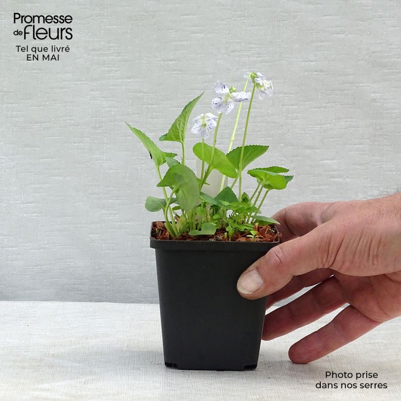 Example of Viola sororia Freckles - Viola sorella Vasetto da 8/9 cm as you get in printemps