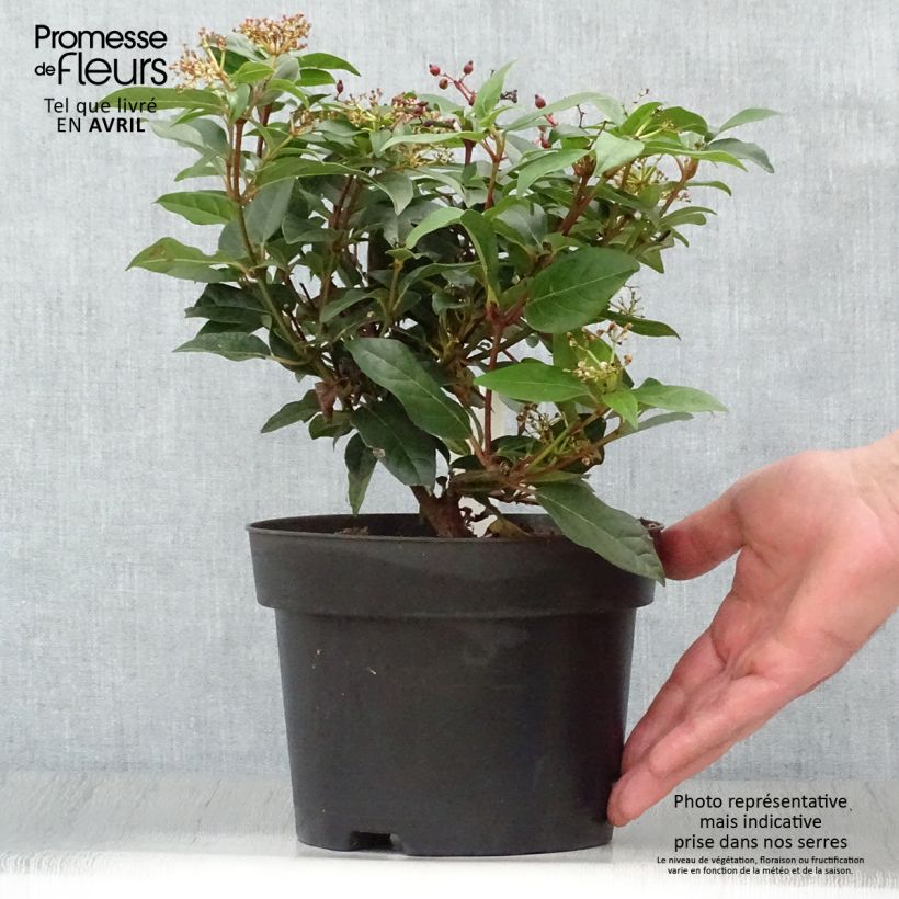 Viburnum tinus Spirit Vaso da 1,5L/2L esemplare consegnato in primavera