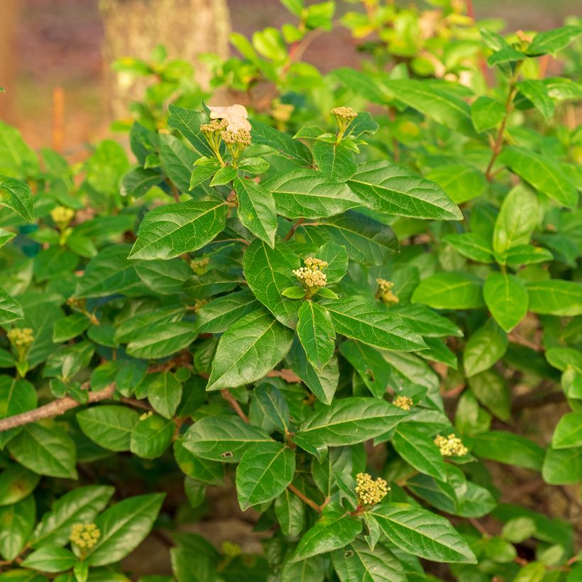 Viburnum tinus (Foliage)