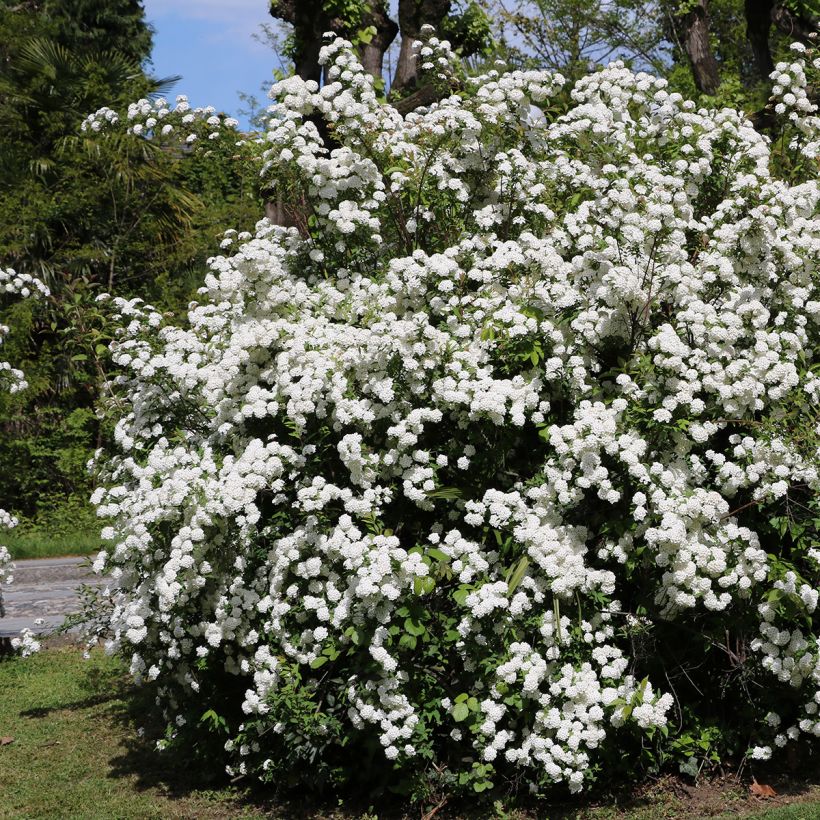 Viburnum tinus (Plant habit)