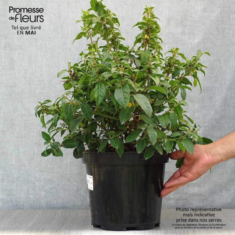Example of Viburnum tinus Vaso da 7,5L/10L as you get in printemps