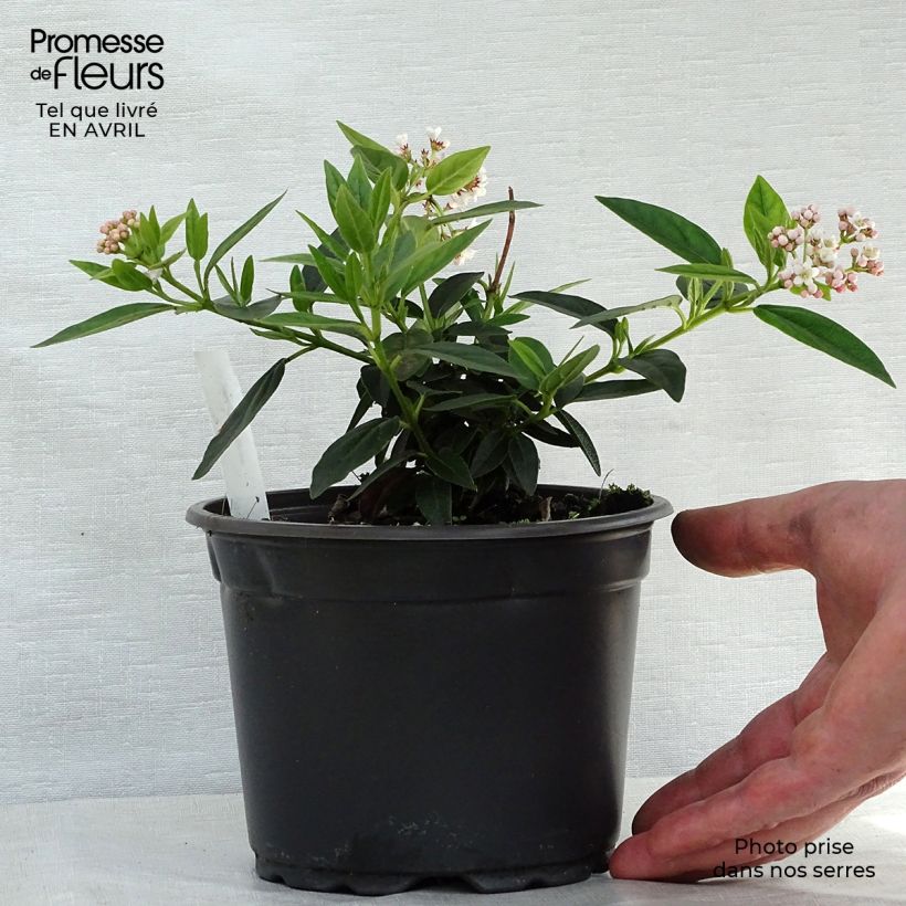 Example of Viburnum tinus Vaso da 2L/3L as you get in printemps