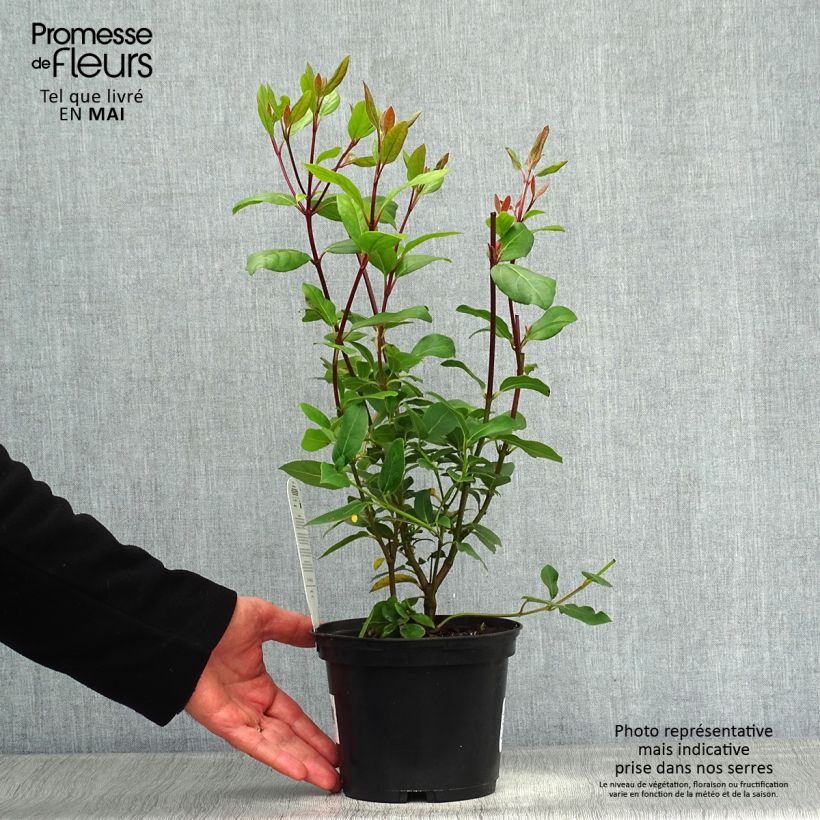 Viburnum tinus Gwenllian Vaso da 2L/3L esemplare consegnato in primavera