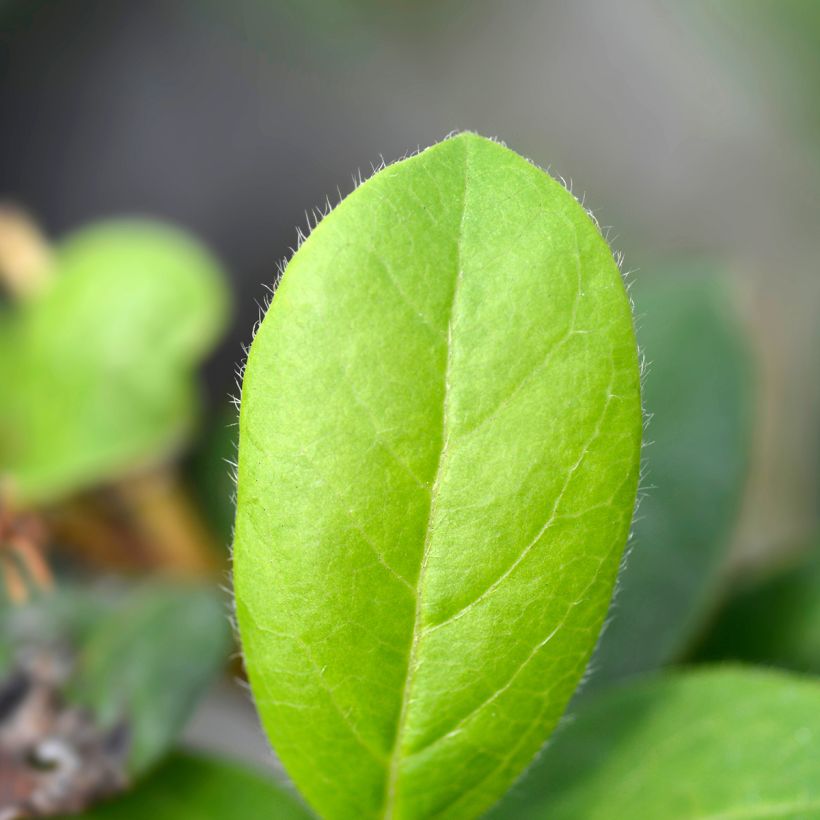 Viburnum tinus Gwenllian (Fogliame)