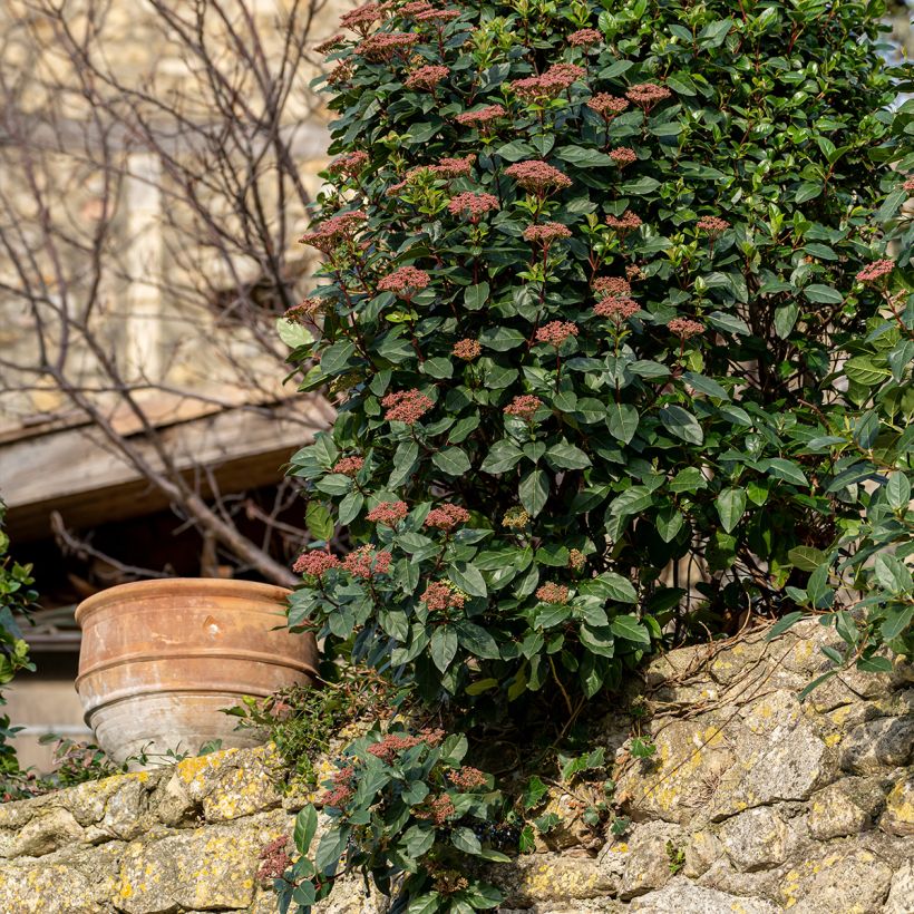 Viburnum tinus Gwenllian (Porto)
