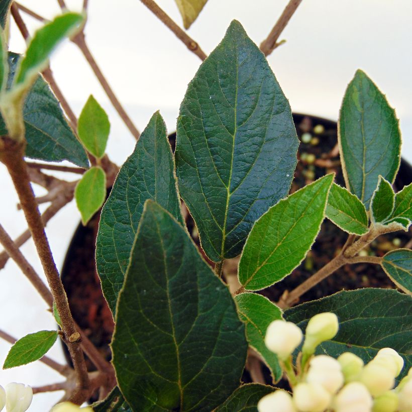Viburnum utile Eskimo (Fogliame)
