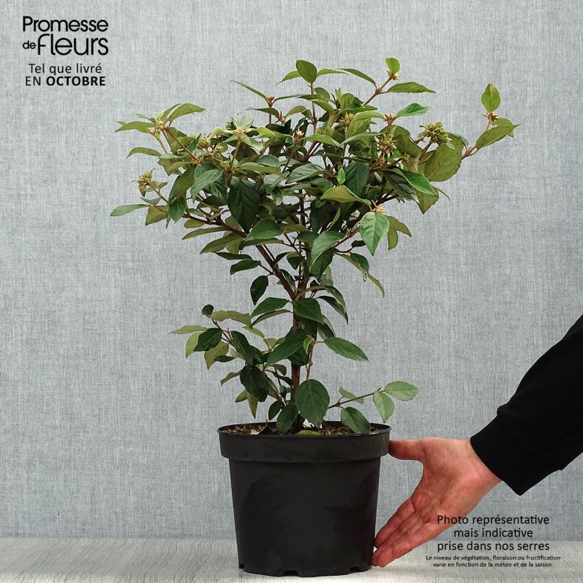 Esemplare di Viburnum utile Eskimo Vaso da 4L/5L come consegnato in autunno