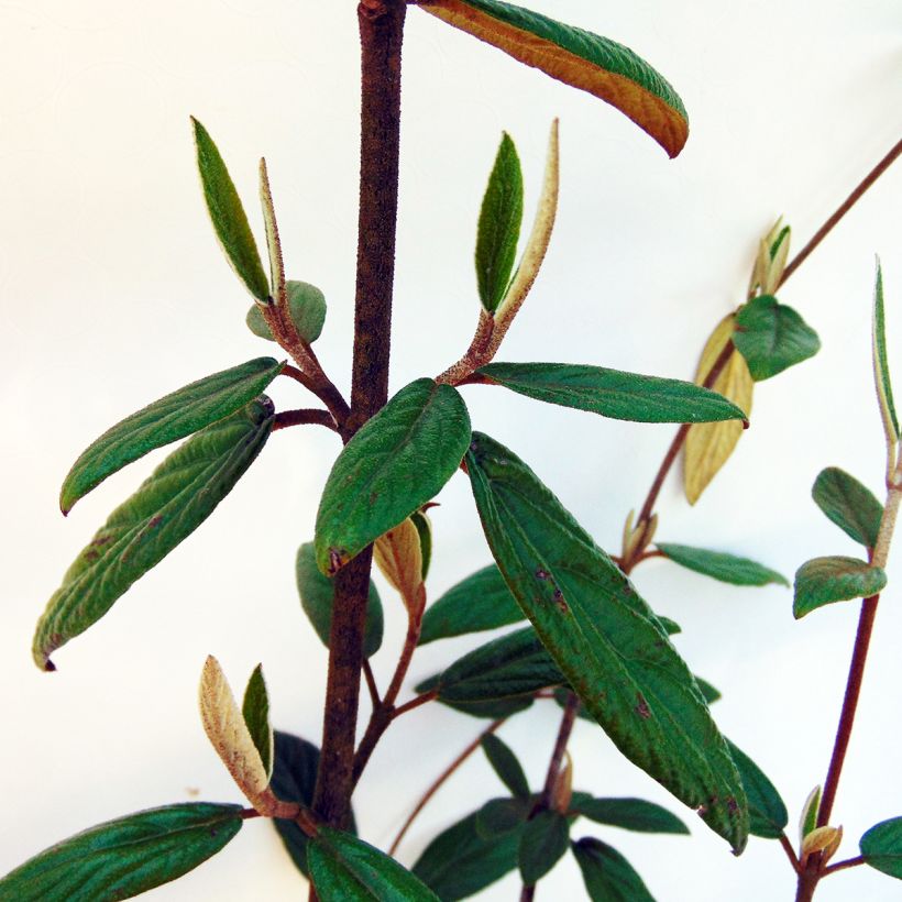 Viburnum Pragense (Foliage)