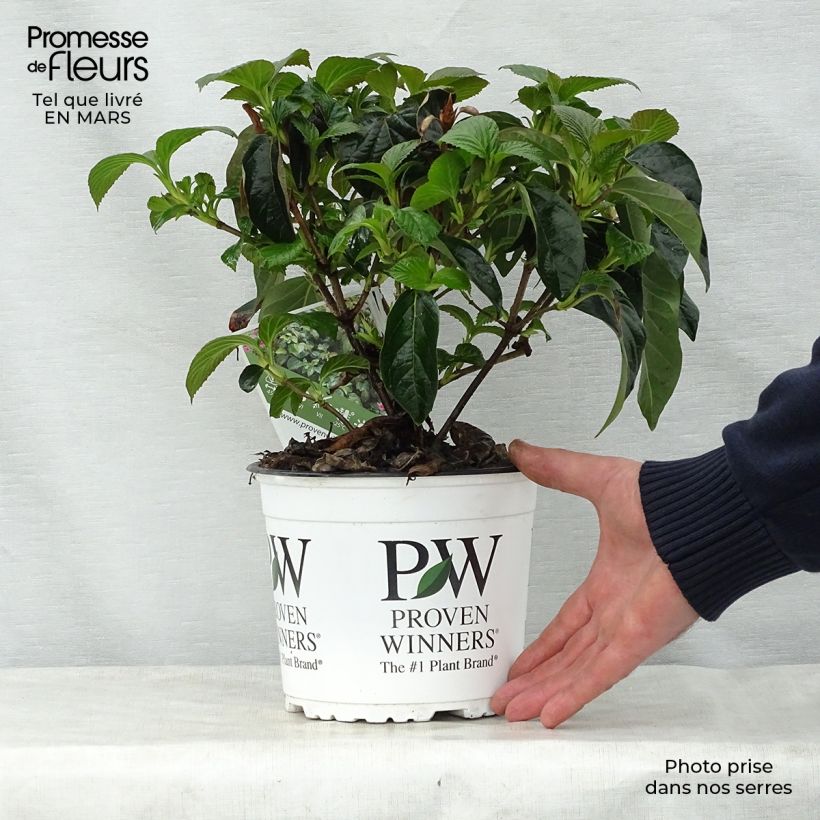 Viburnum Shiny Dancer Vaso da 3L/4L esemplare consegnato in primavera