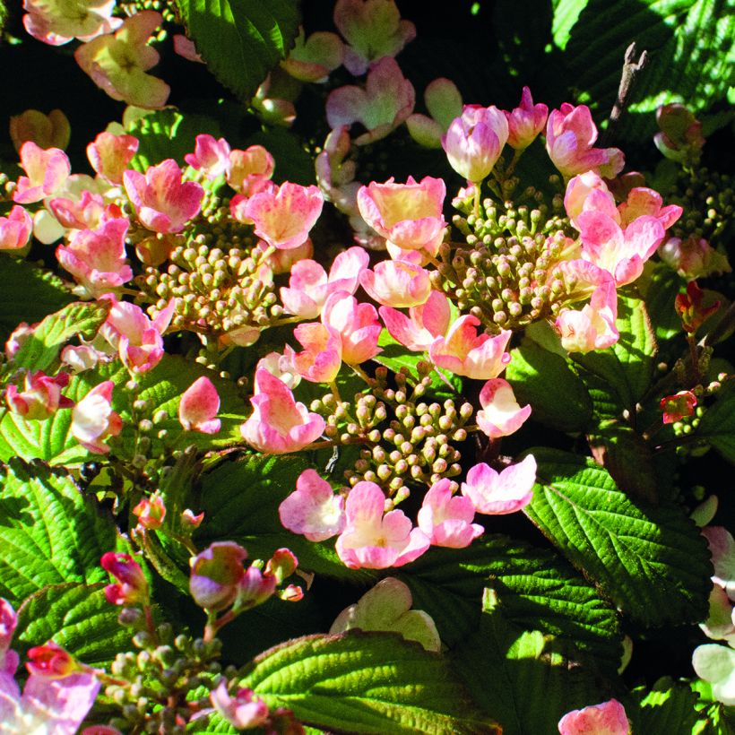 Viburnum plicatum Pinkimono (Fioritura)