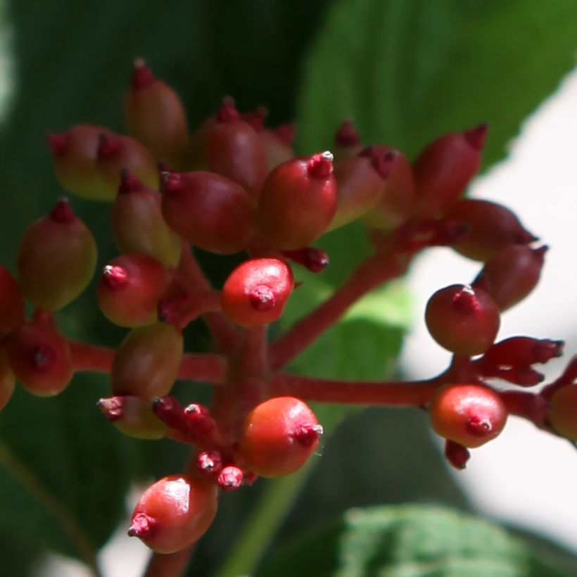 Viburnum plicatum Pinkimono (Raccolta)