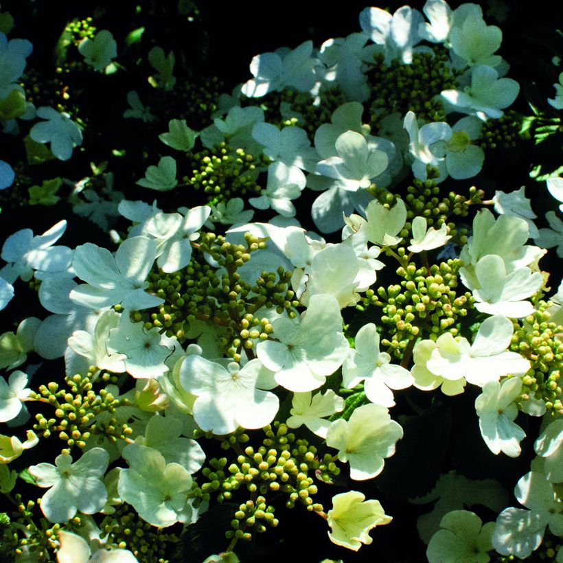 Viburnum plicatum Shirogami (Fioritura)