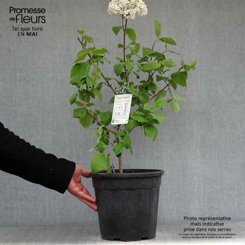 Example of Viburnum carlcephalum Vaso da 7,5L/10L as you get in printemps