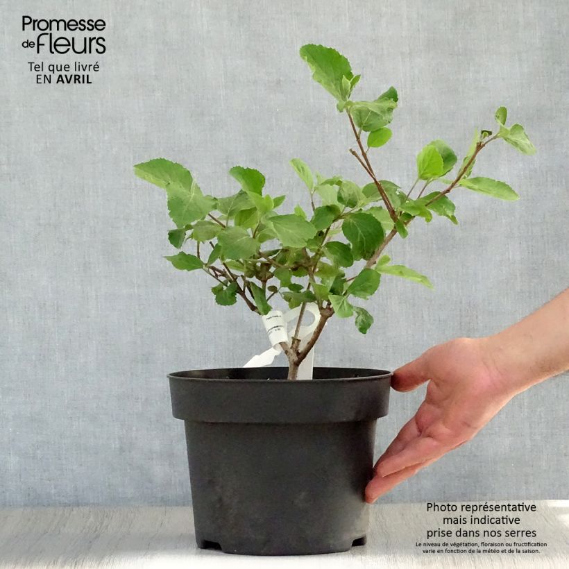 Example of Viburnum carlcephalum Vaso da 3L/4L as you get in printemps