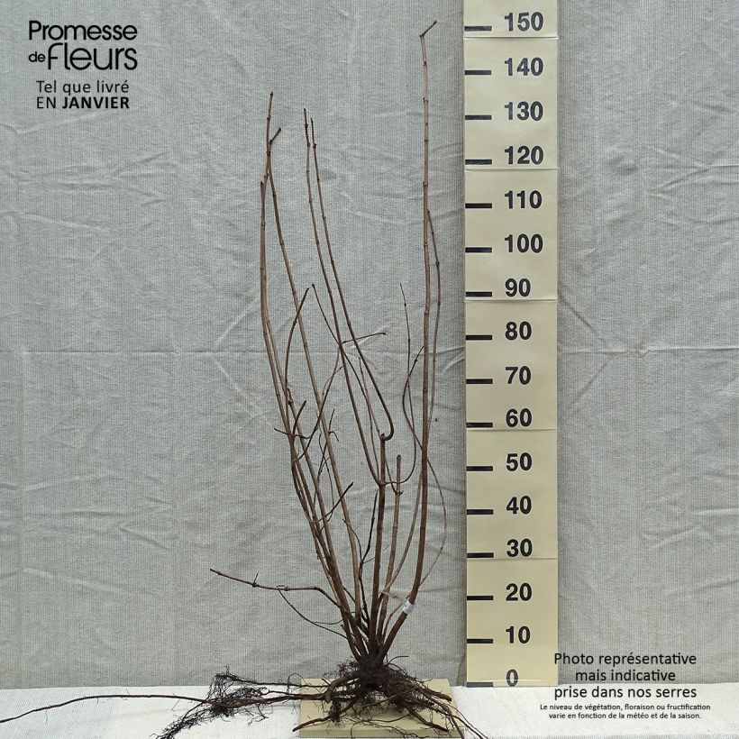 Viburnum opulus Roseum - Oppio Piante piccole a radice nuda esemplare consegnato in inverno