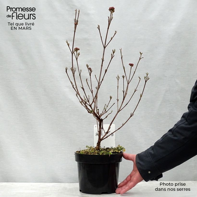 Example of Viburnum burkwoodii Ann Russell Vaso da 3L/4L as you get in printemps