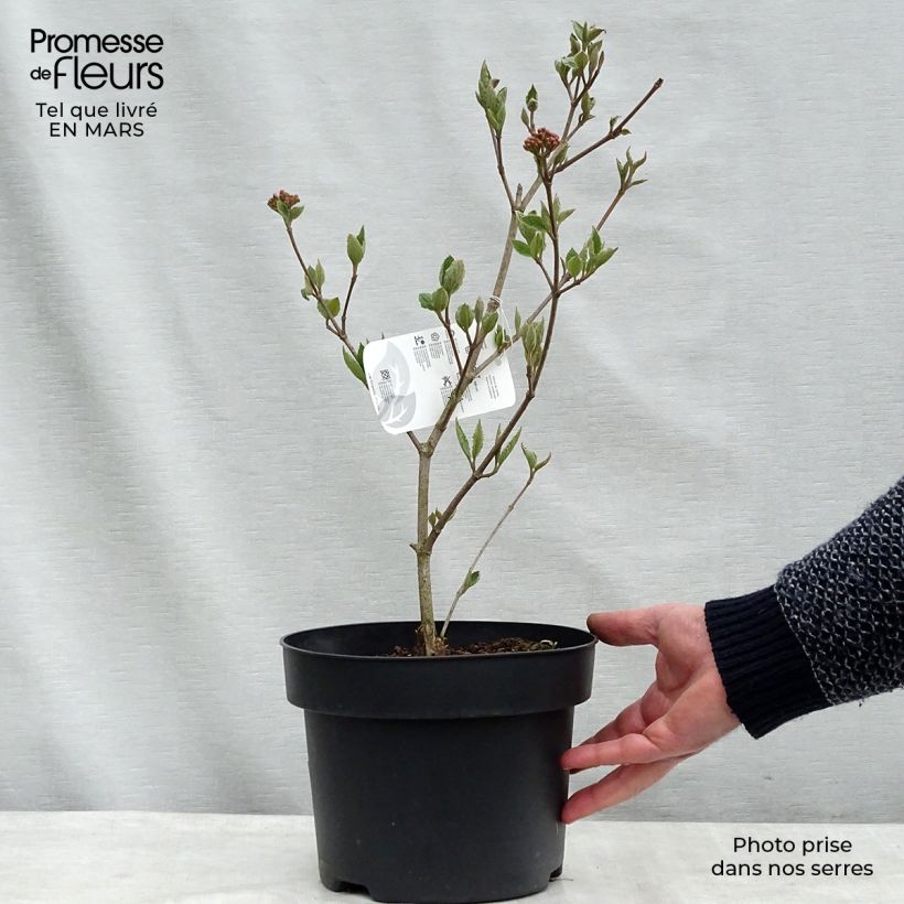 Viburnum carlesii Caprifoliaceae Vaso da 4L/5L esemplare consegnato in inverno