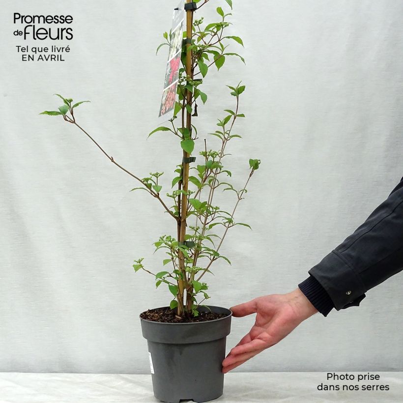 Viburnum plicatum Kilimanjaro Sunrise Vaso da 2L/3L esemplare consegnato in primavera
