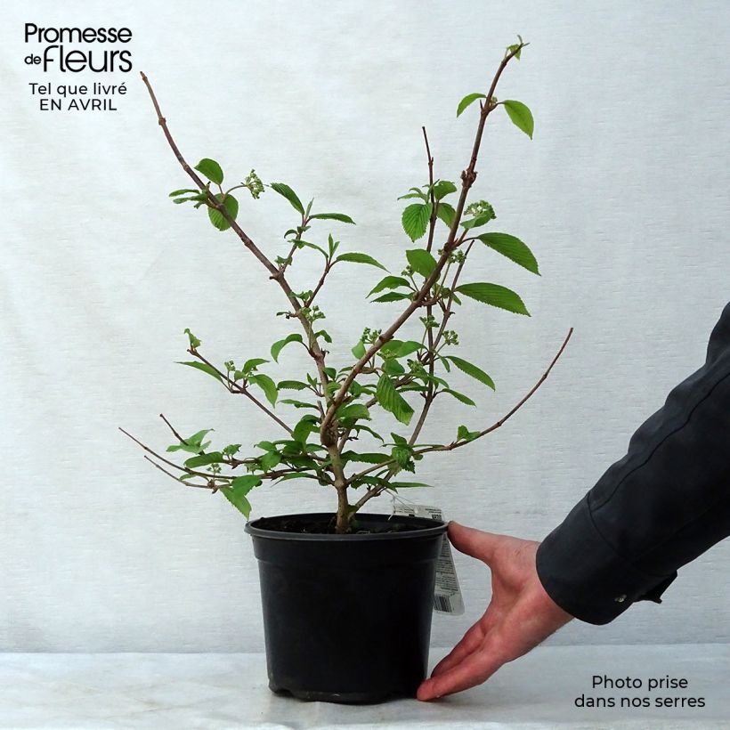 Viburnum plicatum Mariesii Vaso da 3L/4L esemplare consegnato in primavera