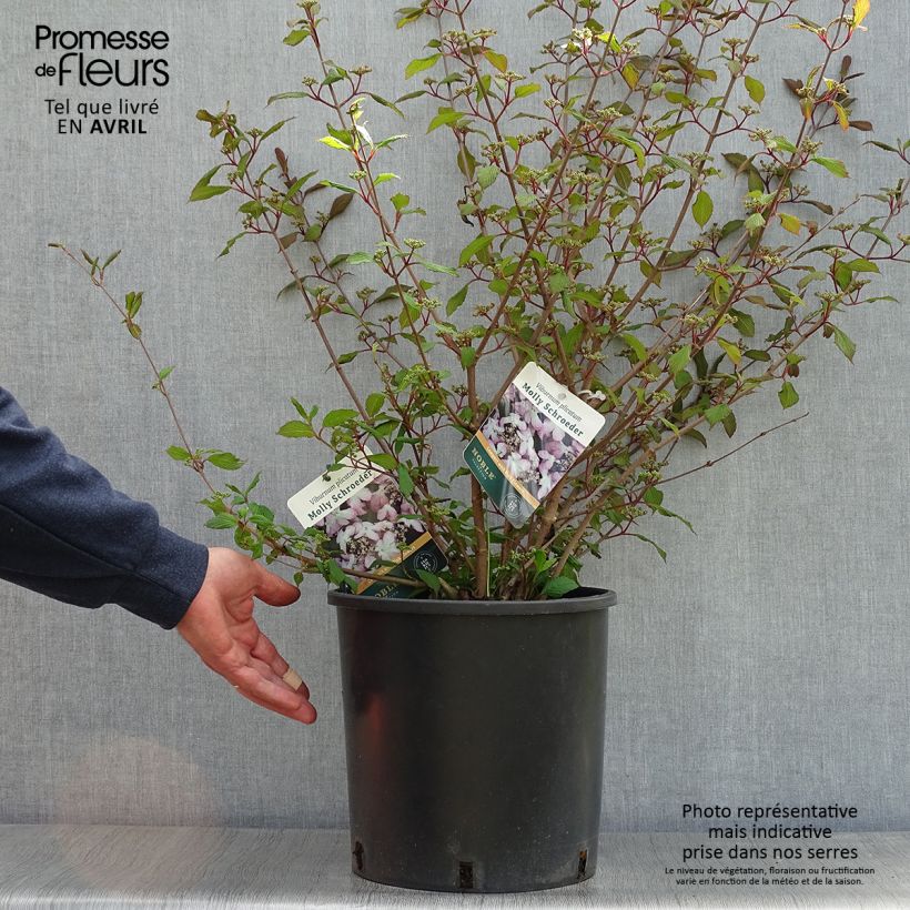 Viburnum plicatum Molly Schroeder Vaso da 7,5L/10L esemplare consegnato in primavera