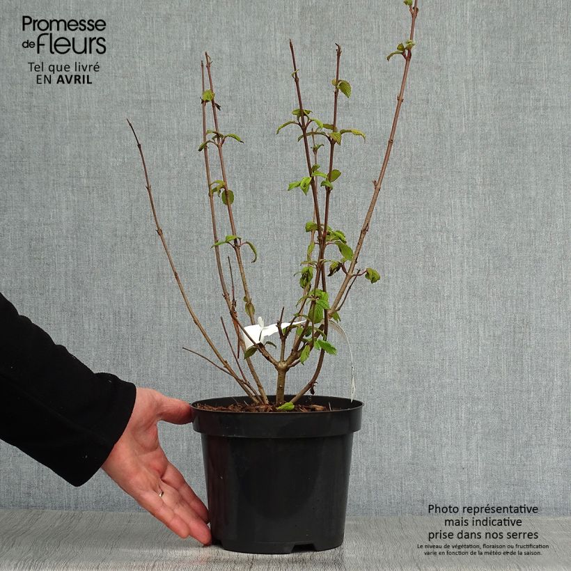 Viburnum plicatum Tomentosum Vaso da 2L/3L esemplare consegnato in primavera