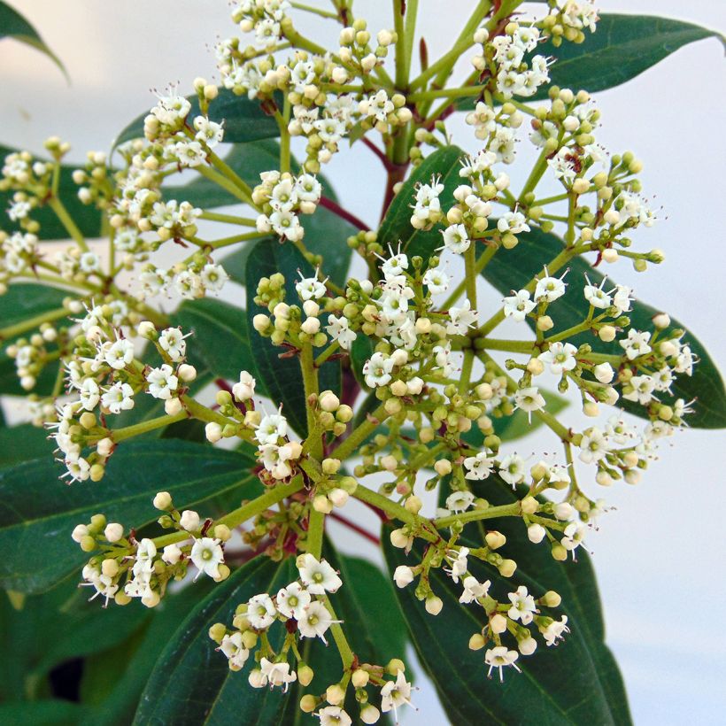 Viburnum davidii Angustifolium (Fioritura)