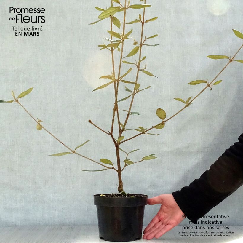 Example of Viburnum Pragense Vaso da 3L/4L as you get in printemps