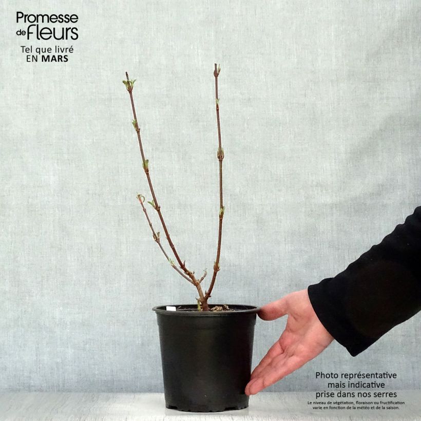 Example of Viburnum bodnantense Dawn Vaso da 2L/3L as you get in printemps