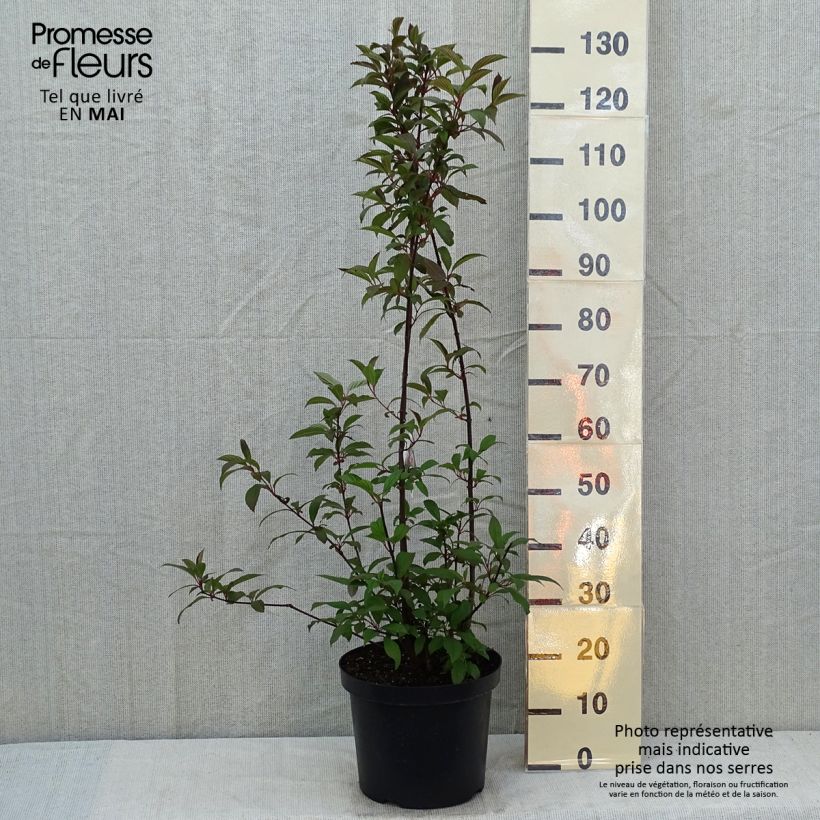 Example of Viburnum bodnantense Dawn Vaso da 6L/7L as you get in printemps