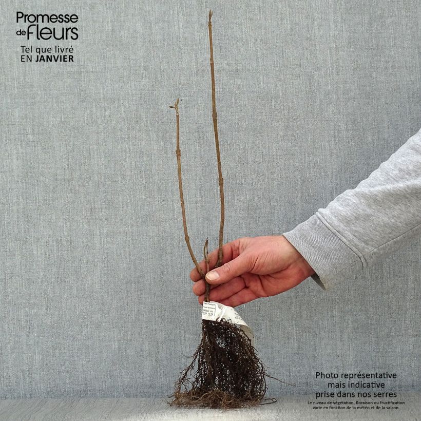 Example of Viburnum lantana Piante piccole a radice nuda as you get in hiver