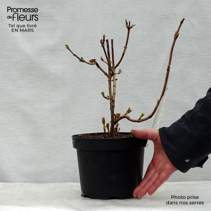 Example of Viburnum opulus Compactum - Oppio Vaso da 3L/4L as you get in printemps