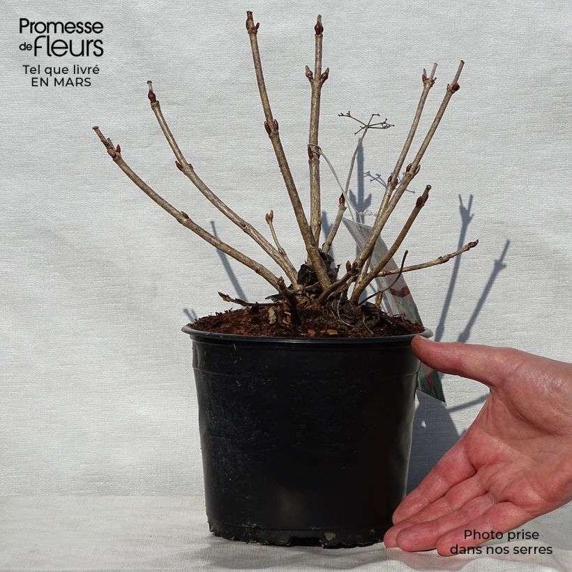 Example of Viburnum opulus Compactum - Oppio Vasetto da 8/9 cm as you get in printemps