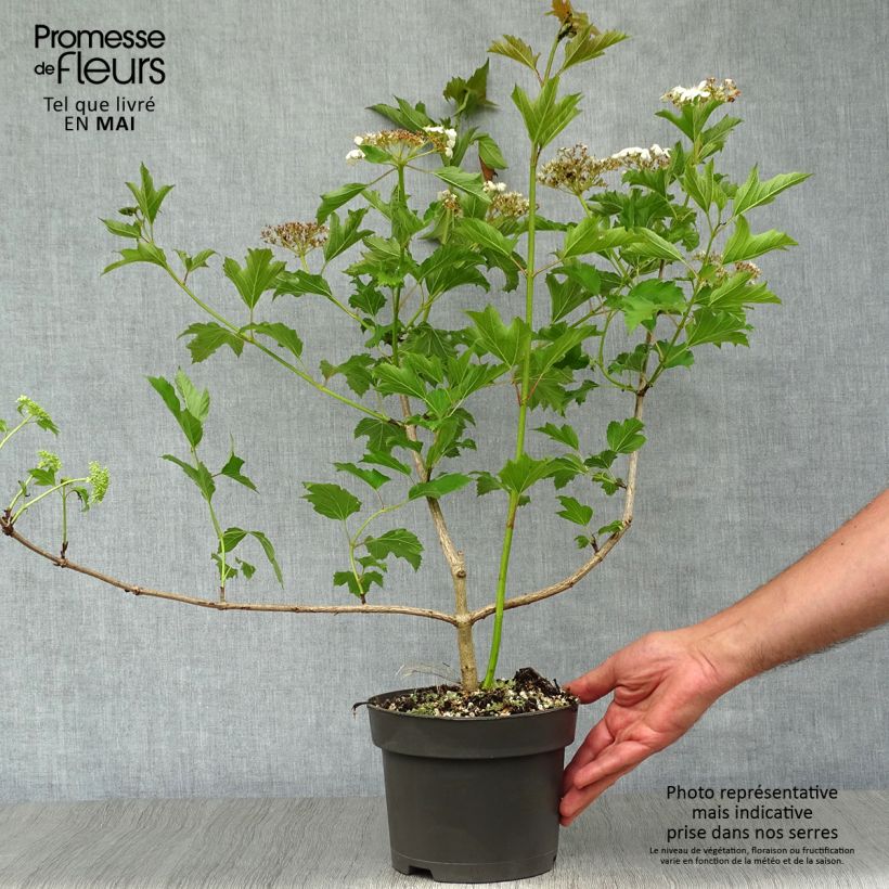 Example of Viburnum opulus - Oppio Vaso da 2L/3L as you get in printemps