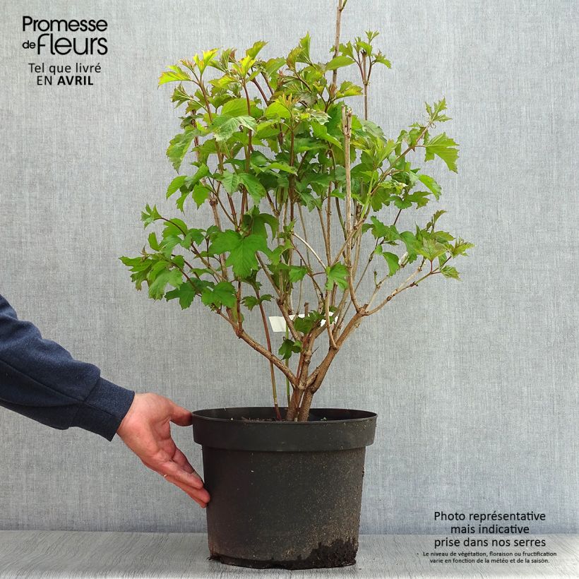 Example of Viburnum opulus - Oppio Vaso da 7,5L/10L as you get in printemps