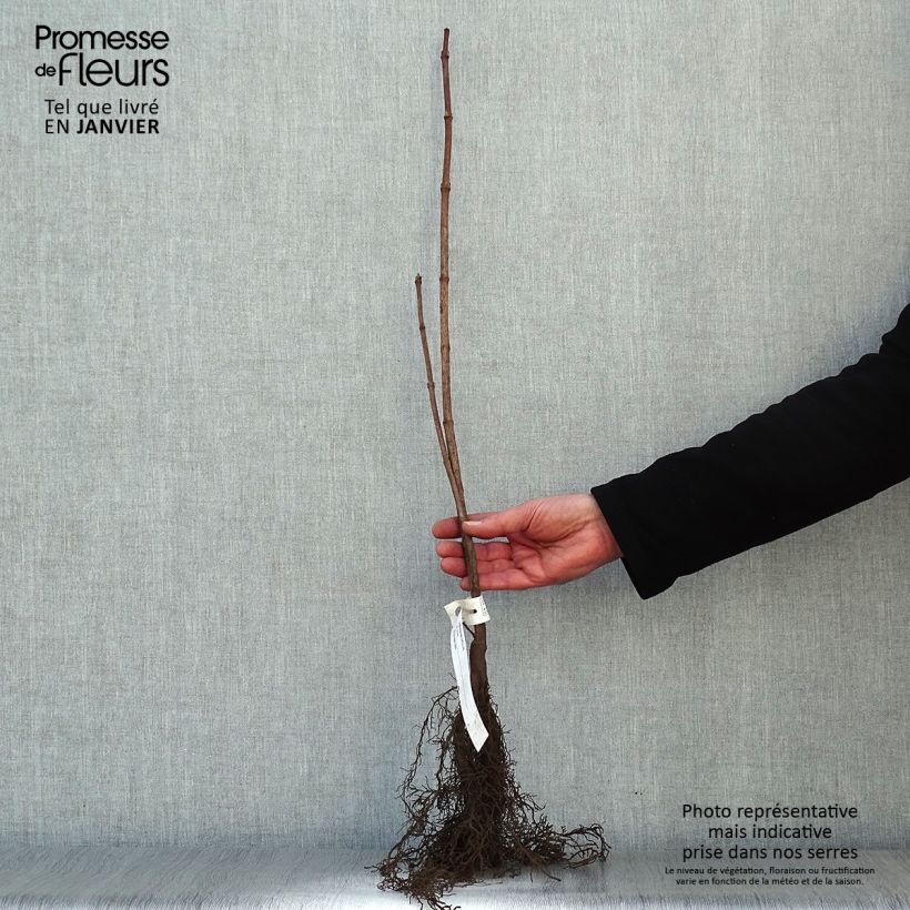 Example of Viburnum opulus - Oppio Piante piccole a radice nuda as you get in hiver