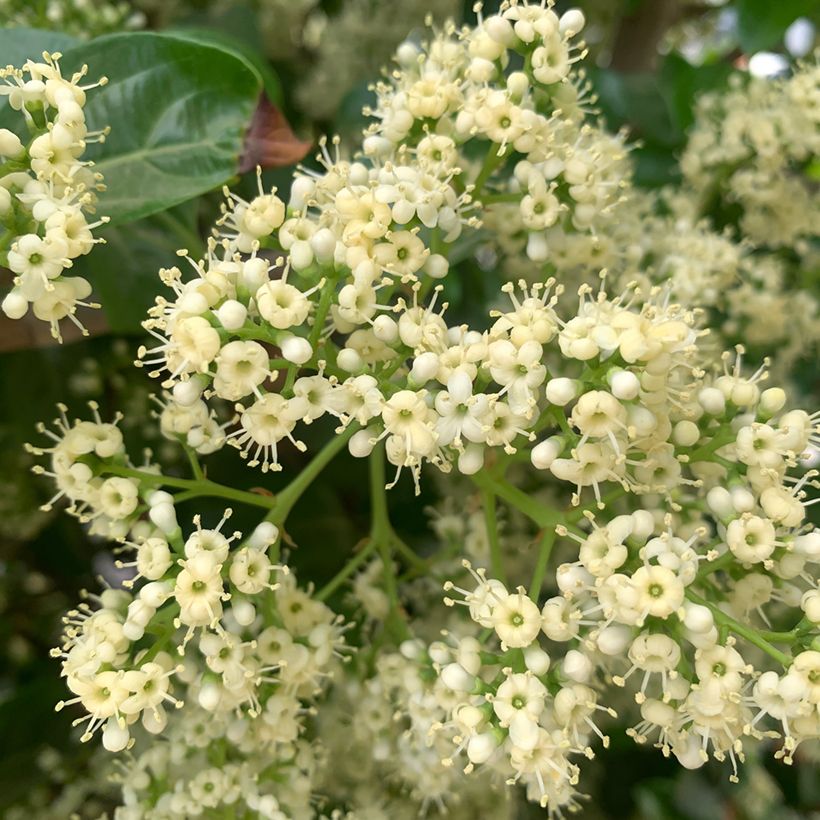 Viburnum odoratissimum - Viburno dolce (Fioritura)