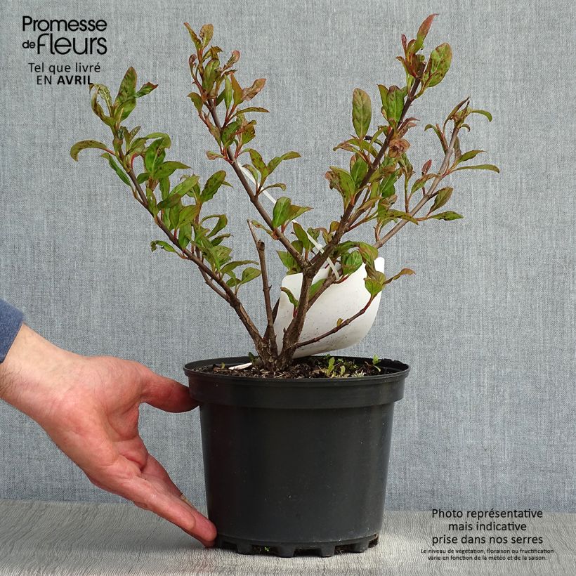 Viburnum Le Bois Marquis Vaso da 3L/4L esemplare consegnato in primavera