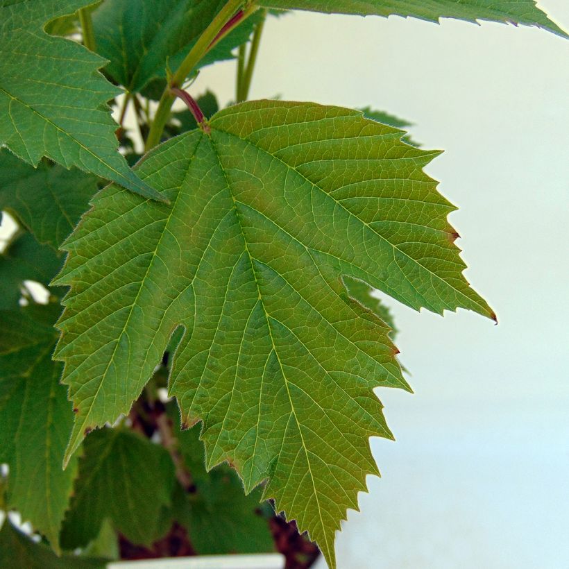 Viburnum trilobum Bailey Compact (Fogliame)